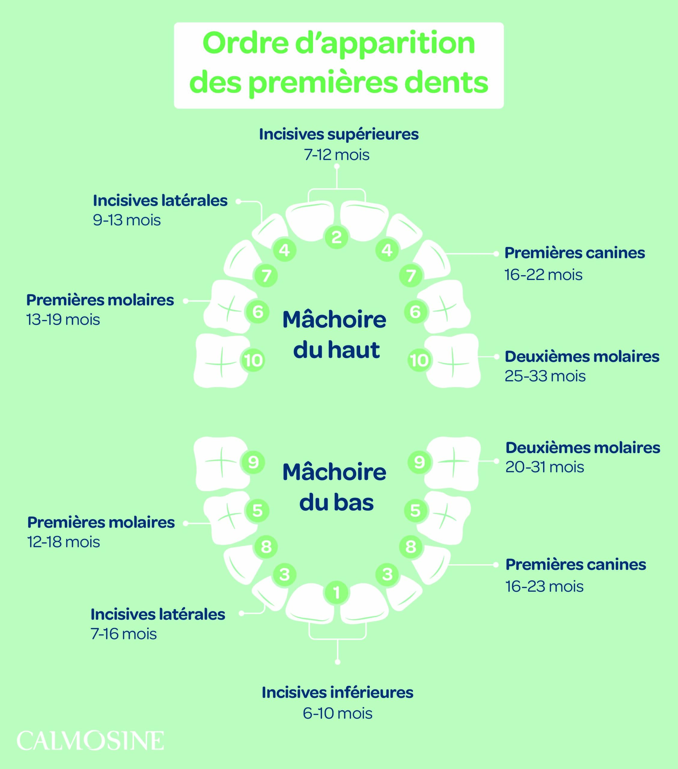 Chronologie premières dents bébé - Calmosine
